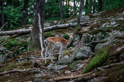 Deer in forest