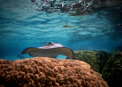 Stingray swimming in sea