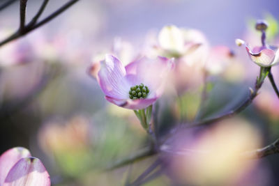 Close-up of flowers on tree