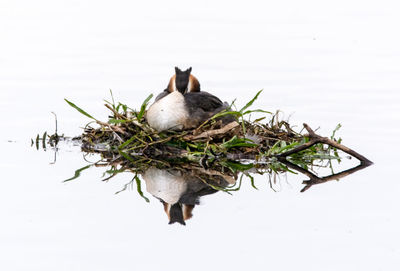 View of birds in nest against lake