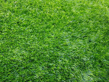 Full frame shot of green grass