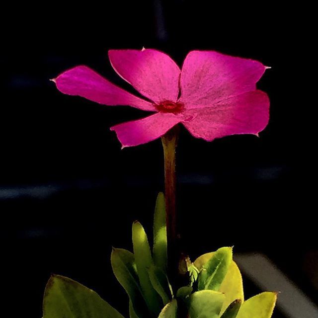 flower, petal, freshness, fragility, flower head, growth, beauty in nature, leaf, close-up, nature, plant, single flower, pink color, blooming, stem, in bloom, focus on foreground, stamen, blossom, no people