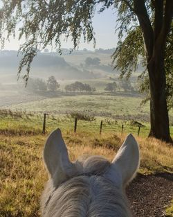 View of a horse on field