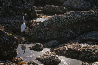 Bird on rock by lake against sky