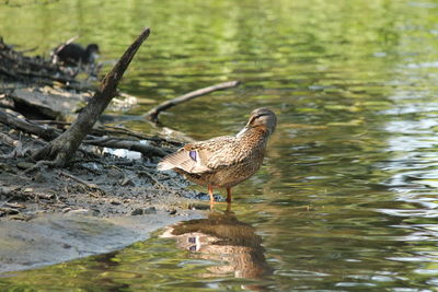 Side view of a bird in water