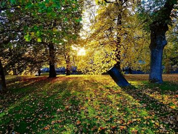 Trees in park during autumn