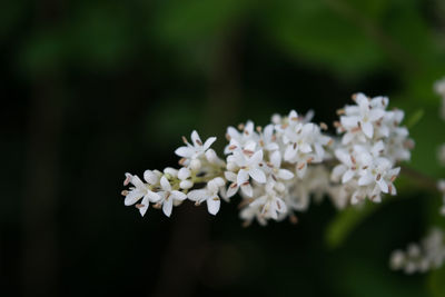 Close-up of white cherry blossoms