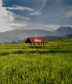 Morning view of rice fields with indonesian flag