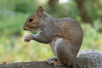 Portrait of an eastern gray squirrel  sitting on a park bench while eating a nut.