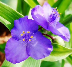 Close-up of purple flower