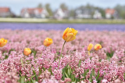 Close-up of crocus flowers blooming on field