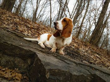 Dog on landscape