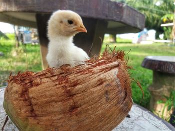 Close-up of young bird