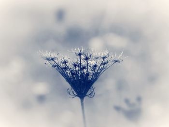 Close-up of wilted plant against sky during winter