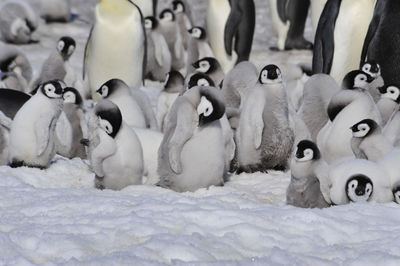 View of birds in snow