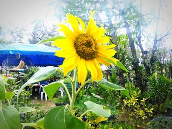 Close-up of sunflower on plant