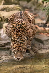 High angle view of leopard sticking out tongue while sitting outdoors