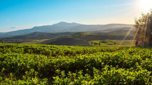 Scenic view of agricultural field against sky