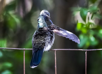 Close-up of a bird flying