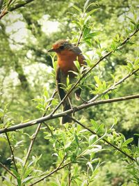 Bird perching on a tree