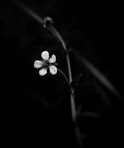 Close-up of flowering plant against black background