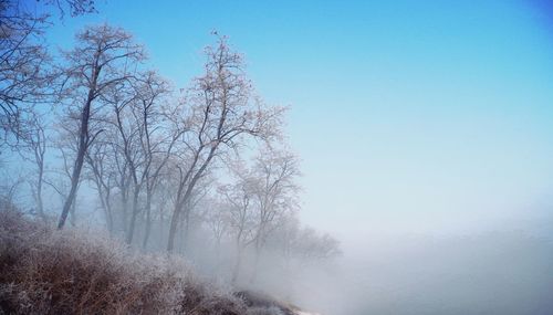 Bare trees on snow covered landscape against clear sky