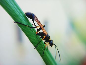 Close-up of wasp on plant