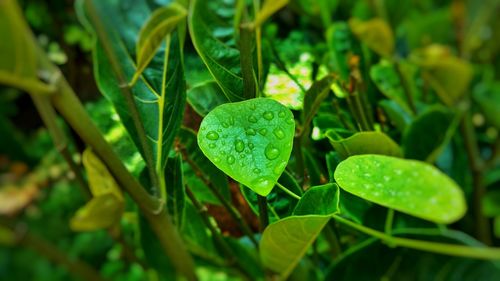 High angle view of water drops on plants