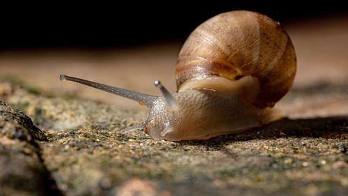 Close-up of snail