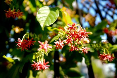 Close-up of flowering plants