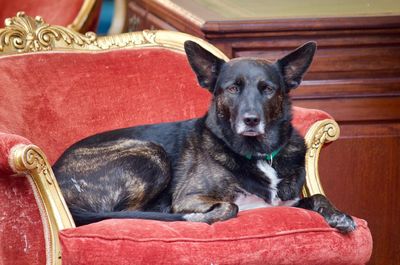 Portrait of dog sitting on chair