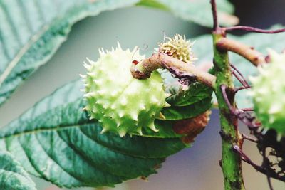 Close-up of insect on plant