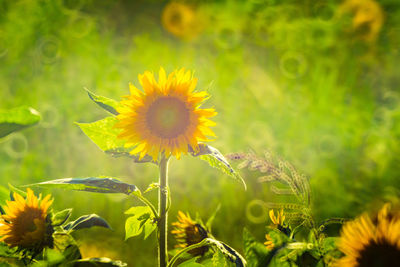 Close-up of yellow flowers blooming on field