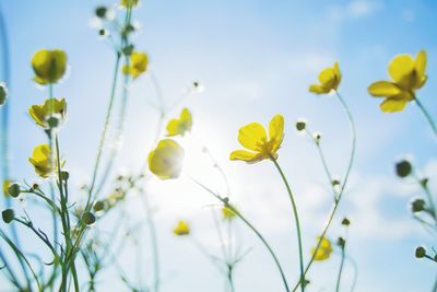 Close-up of yellow flowers blooming against sky