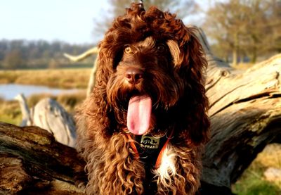 Close-up of a dog