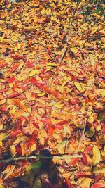 Close-up of autumn leaves fallen on yellow flowers