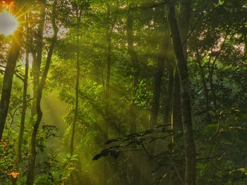Sunlight streaming through trees in forest