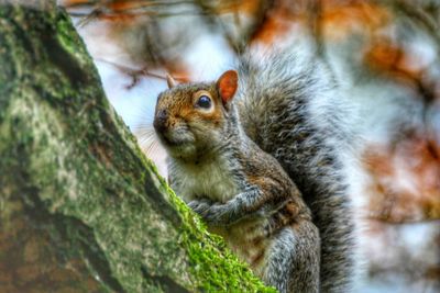 Close-up of squirrel