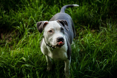 Portrait of dog on field