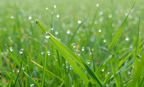 Close-up of dew drops on grass