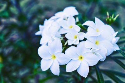 Close-up of white flowering plant