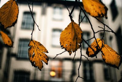 Close-up of autumn leaves