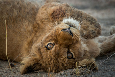Close-up of lion cub relaxing outdoors