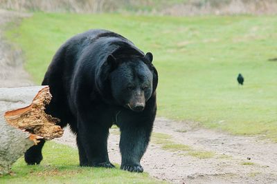 Black dog on field