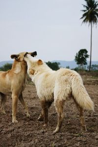 Sheep standing in a field