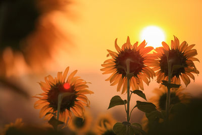 Close-up of orange flowering plant against sky during sunset