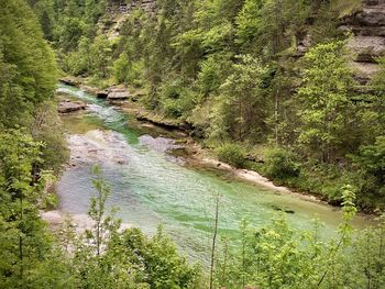 Scenic view of river stream amidst trees in forest