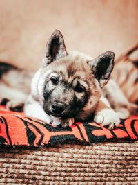 Portrait of dog relaxing outdoors