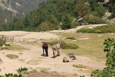 View of two horses on land