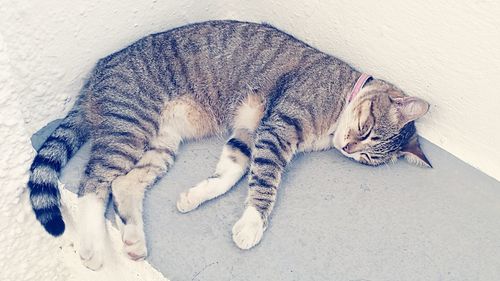 High angle view of cat sleeping